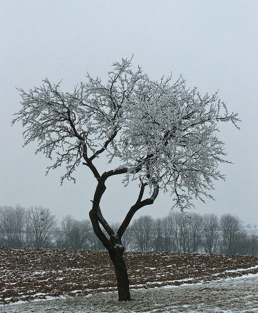 Wallpapers Nature Trees - Forests Saison d'hiver