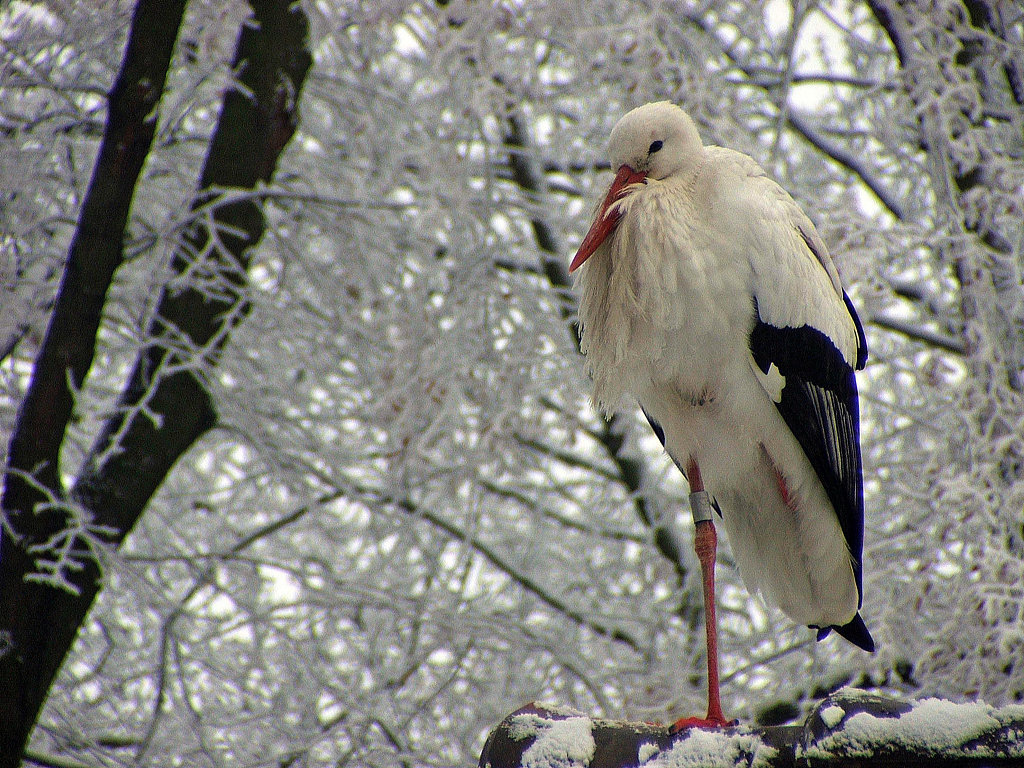 Fonds d'cran Animaux Oiseaux - Cigognes Saison d'hiver