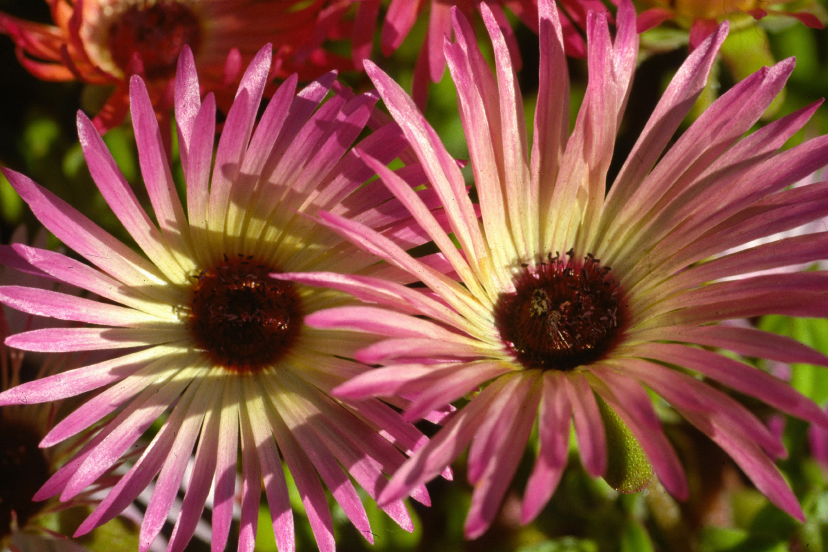 Fonds d'cran Nature Fleurs Les fleurs de nos jardins.