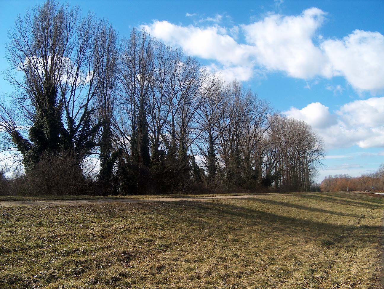 Fonds d'cran Nature Arbres - Forts Un dernier regard pour la route