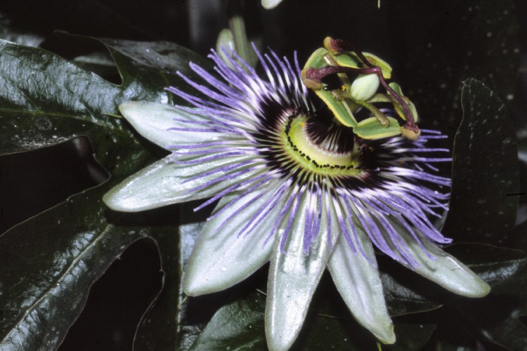 Fonds d'cran Nature Fleurs Les fleurs de nos jardins.