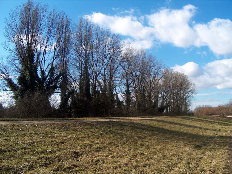 Wallpapers Nature Trees - Forests Un dernier regard pour la route