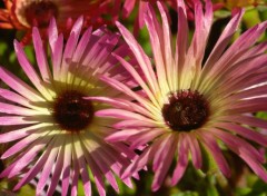 Fonds d'cran Nature Les fleurs de nos jardins.