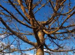 Fonds d'cran Nature Gomtrie d'arbre.