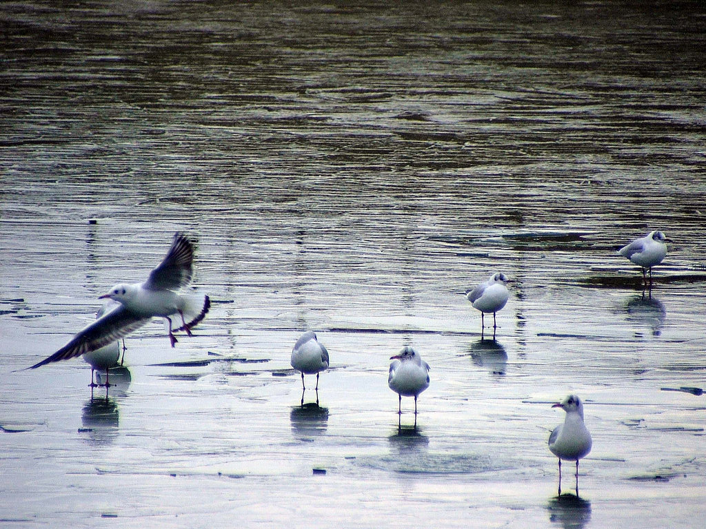 Fonds d'cran Animaux Oiseaux - Canards Saison du gel