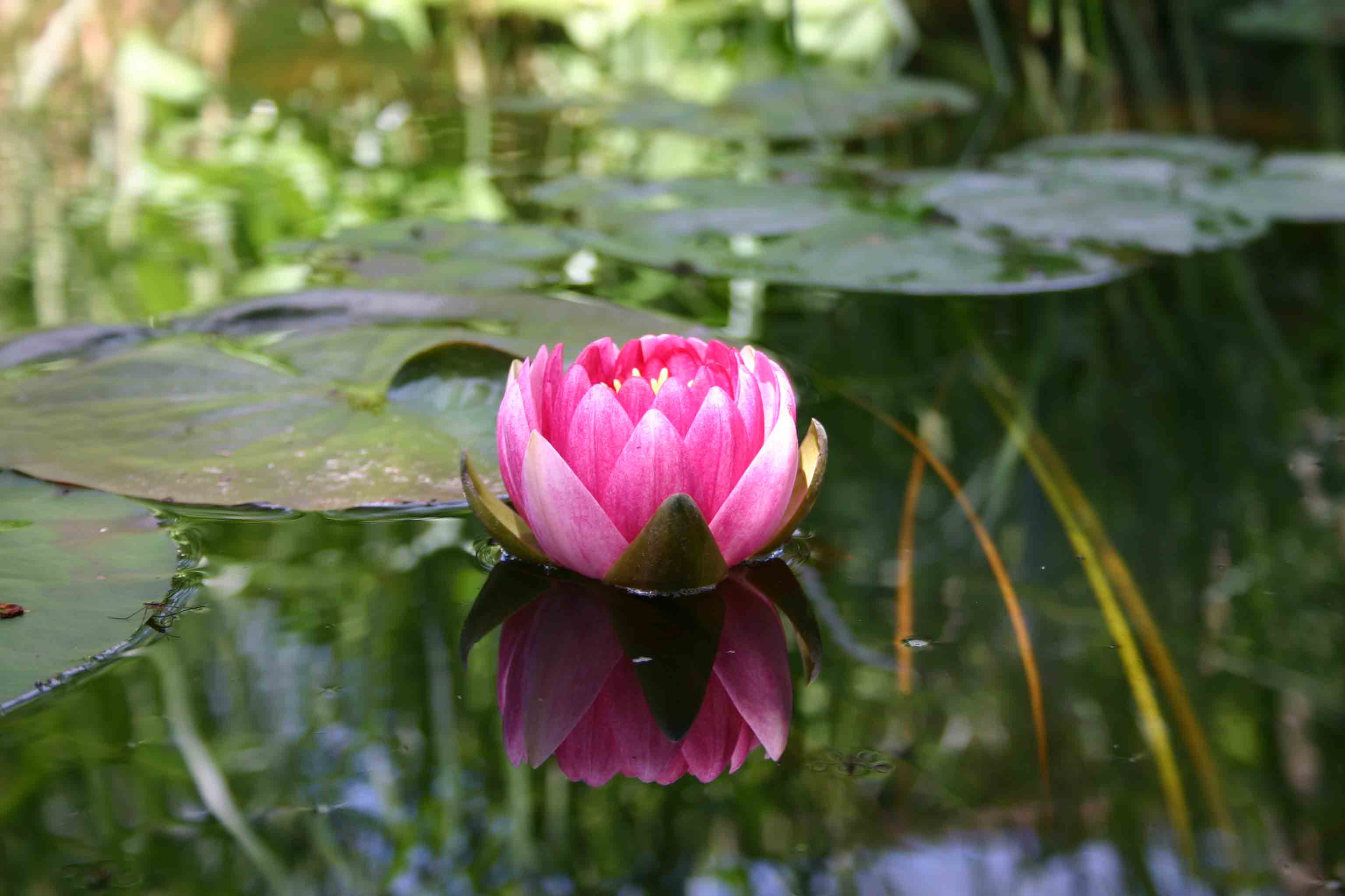 Wallpapers Nature Flowers NENUPHAR