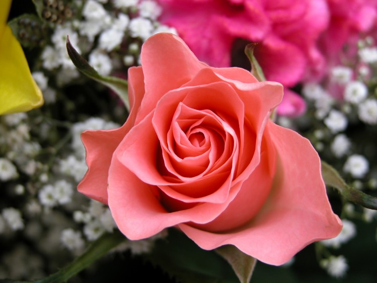 Wallpapers Nature Flowers Trs Rose