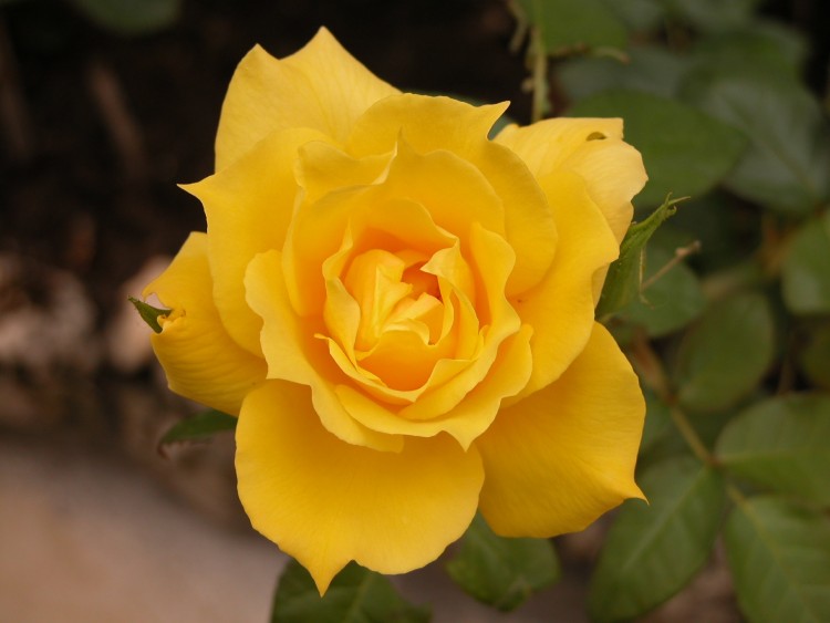 Wallpapers Nature Flowers Rose Jaune