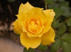 Fonds d'cran Nature Rose Jaune