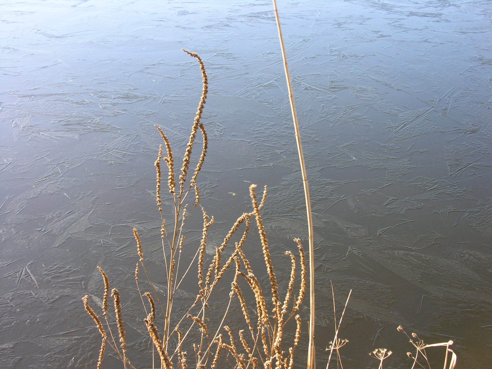 Wallpapers Nature Water Il fait froid!