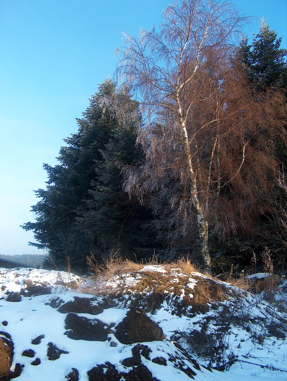 Wallpapers Nature Trees - Forests Le Pertuis sous la neige