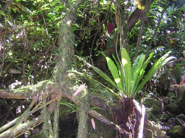 Fonds d'cran Nature Plantes - Arbustes fougre