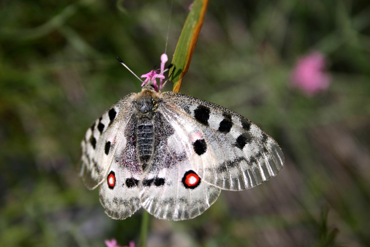 Fonds d'cran Animaux Insectes - Papillons Wallpaper N129292