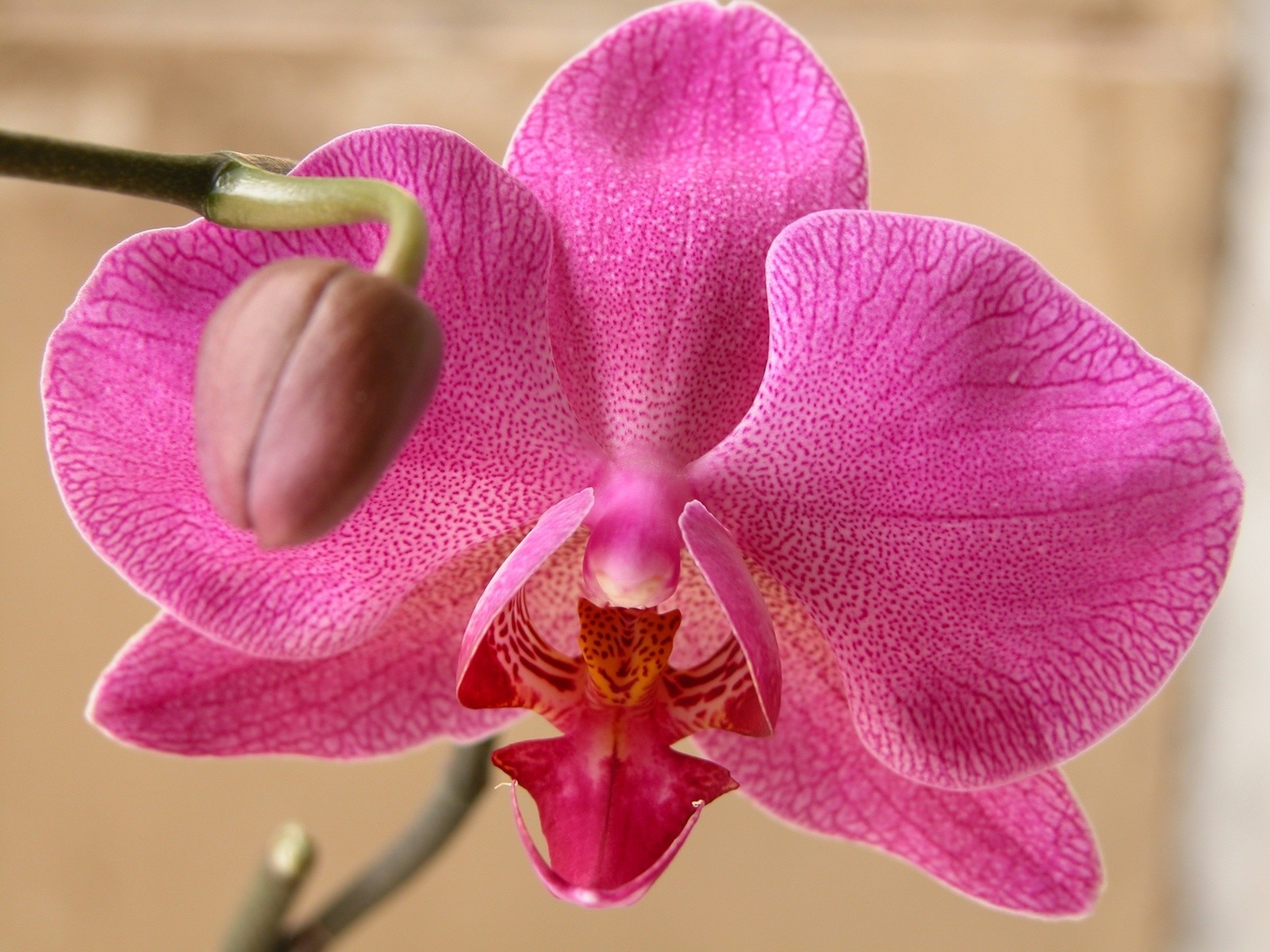 Wallpapers Nature Flowers Orchide