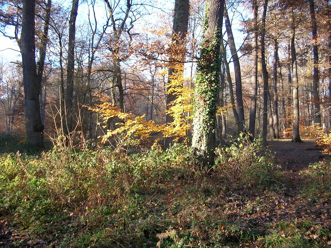 Fonds d'cran Nature Arbres - Forts Sous-bois