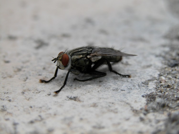 Fonds d'cran Animaux Insectes - Mouches Pose d'une mouche