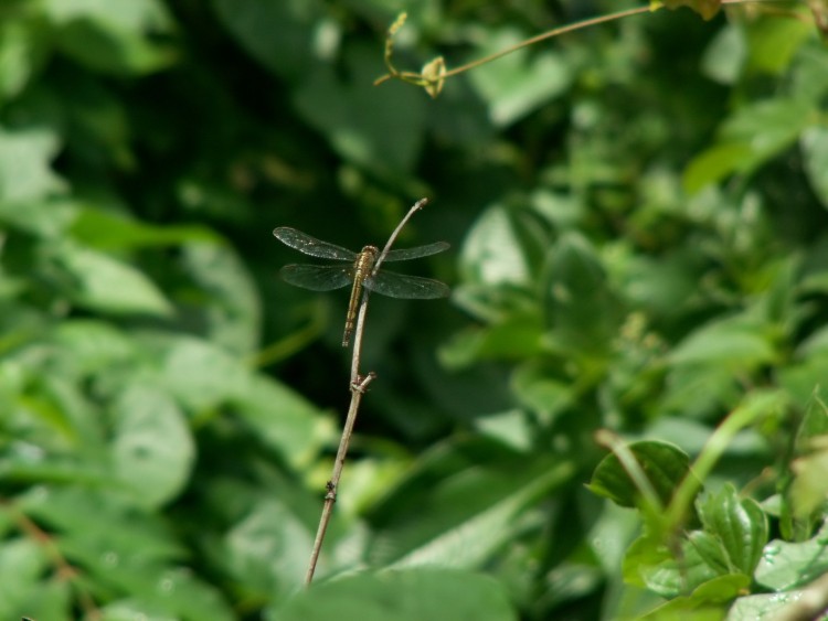 Wallpapers Animals Insects - Dragonflies Libellule