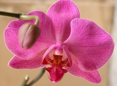 Fonds d'cran Nature Orchide