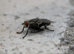 Fonds d'cran Animaux Pose d'une mouche