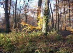 Fonds d'cran Nature Sous-bois