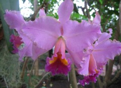 Fonds d'cran Nature Orchide mauve