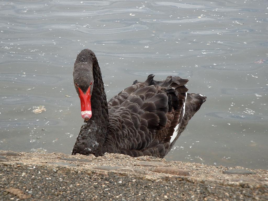 Wallpapers Animals Birds - Ducks Cygne noir