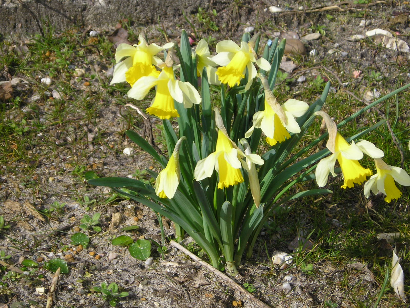 Fonds d'cran Nature Fleurs 