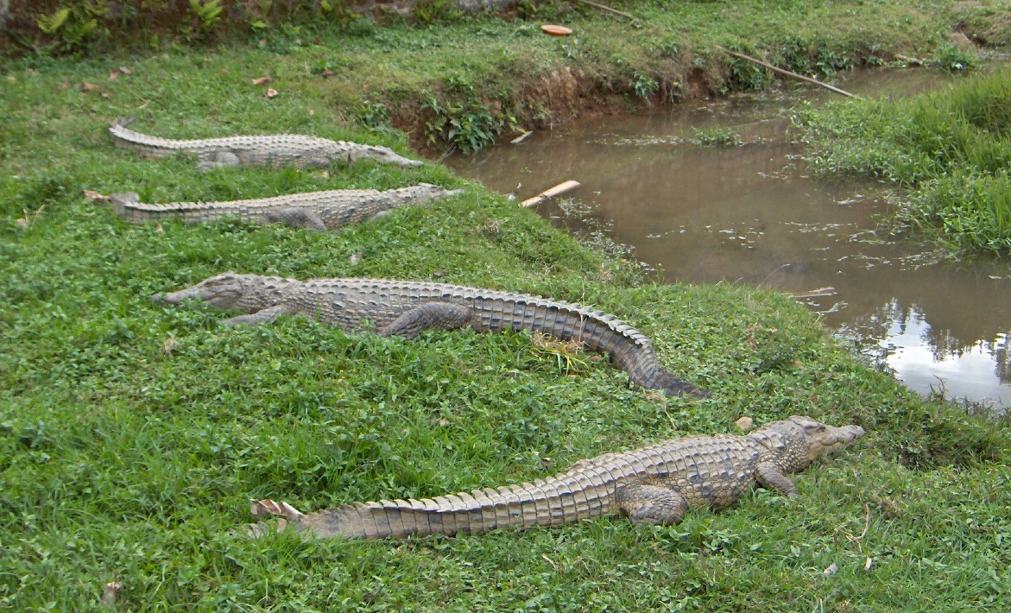 Fonds d'cran Animaux Crocodiles - Alligators - Camans Quelques habitants endormis sur la route de Tananarive