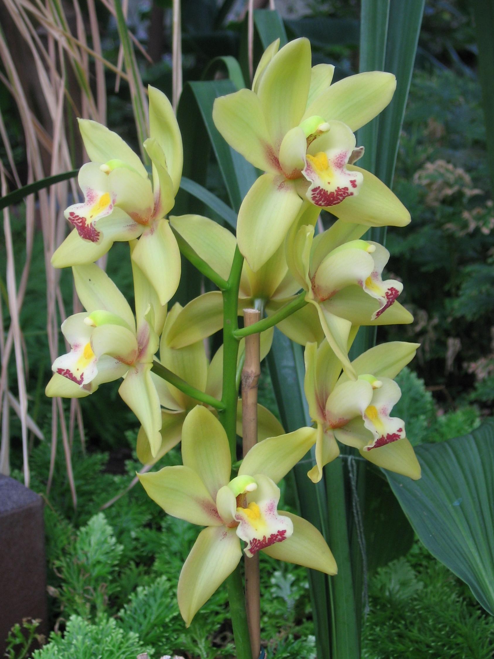 Fonds d'cran Nature Fleurs Orchide verte