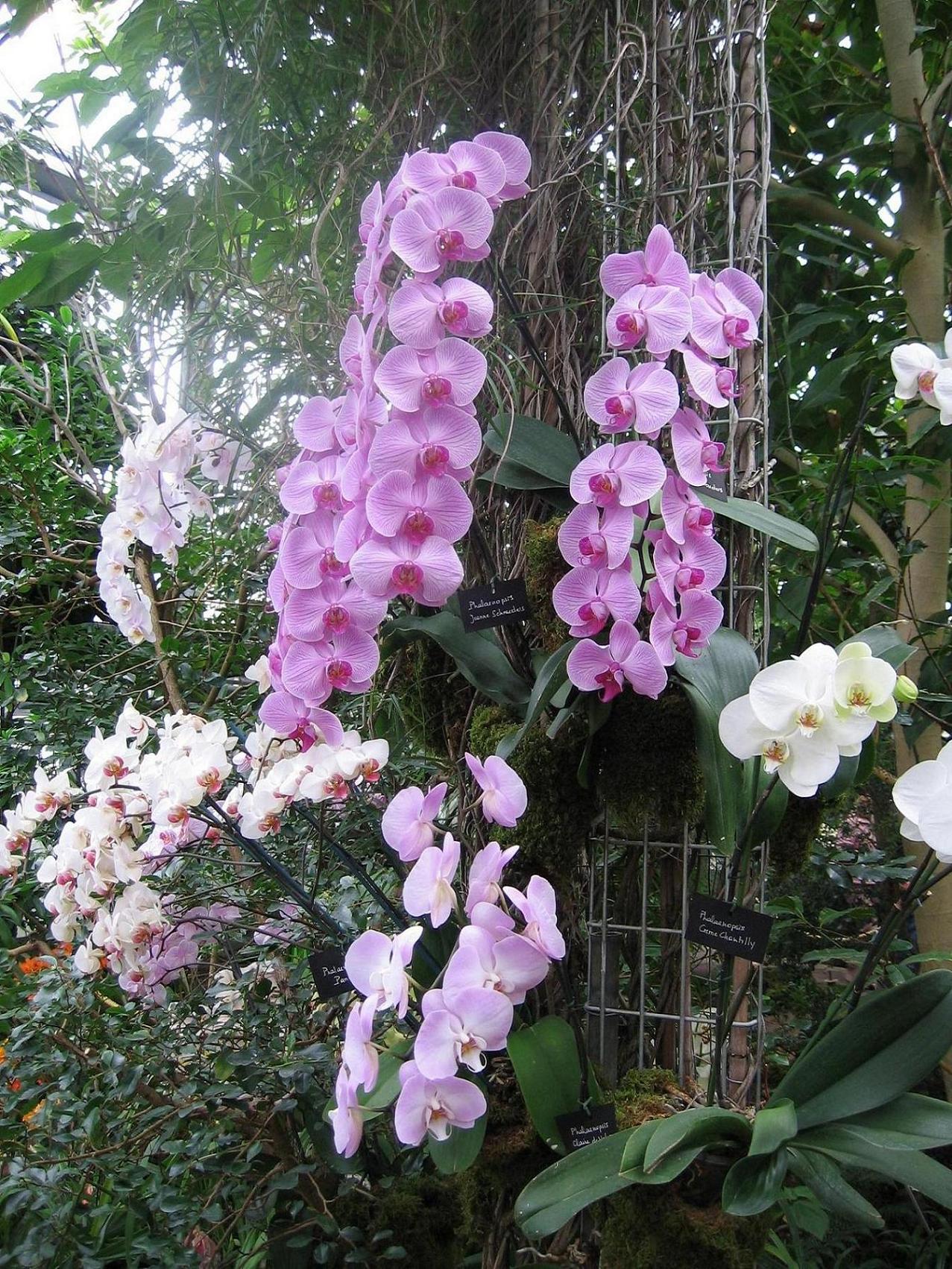 Fonds d'cran Nature Fleurs Mur d'Orchides