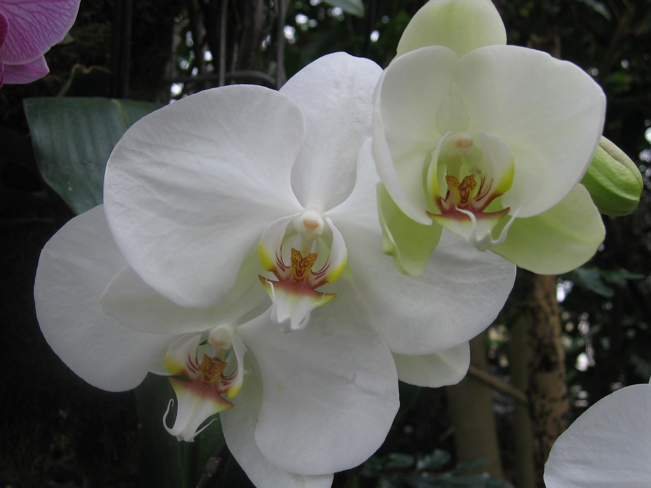 Wallpapers Nature Flowers 3 belles Orchides blanches