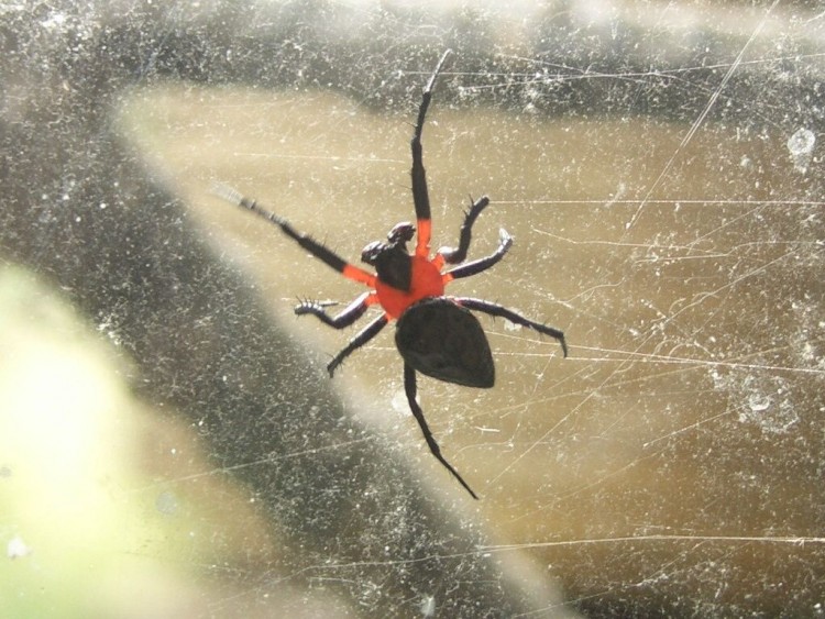 Wallpapers Animals Spiders Rojo - Negro