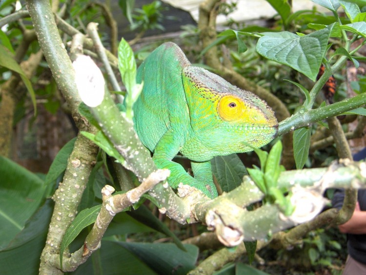 Fonds d'cran Animaux Camlons Cameleon  Madagascar