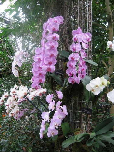 Fonds d'cran Nature Fleurs Mur d'Orchides