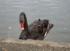 Fonds d'cran Animaux Cygne noir