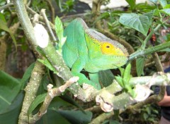 Fonds d'cran Animaux Cameleon  Madagascar