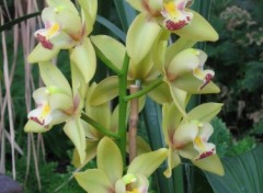 Fonds d'cran Nature Orchide verte