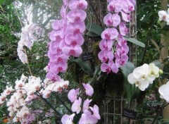 Fonds d'cran Nature Mur d'Orchides