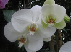 Wallpapers Nature 3 belles Orchides blanches