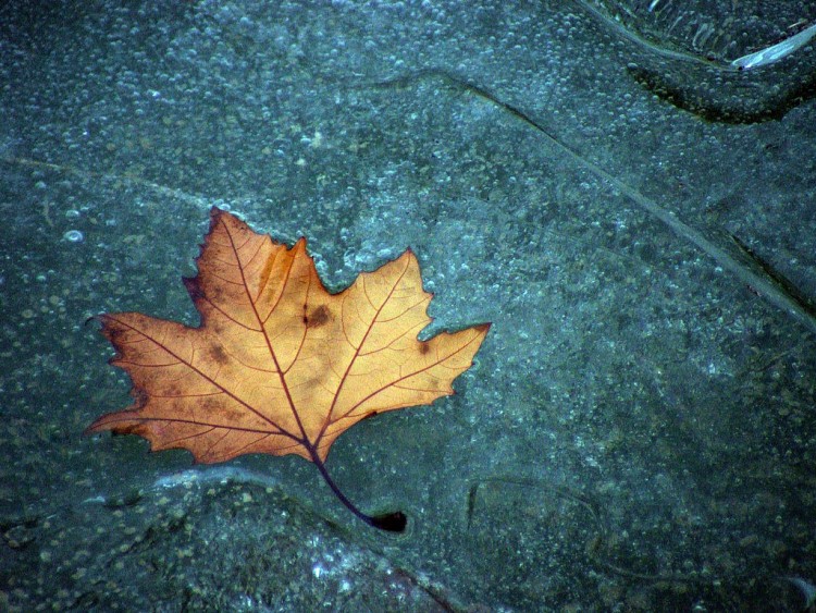 Fonds d'cran Nature Feuilles - Feuillages Saison du gel