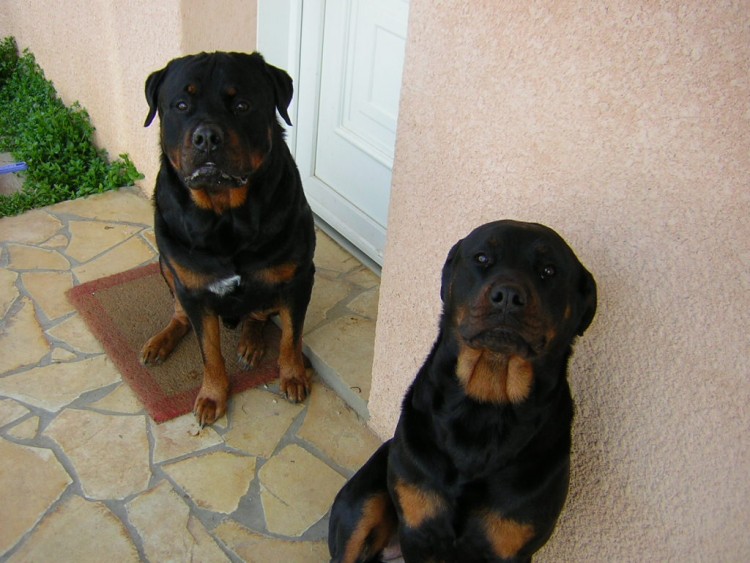 Fonds d'cran Animaux Chiens touna et son frere tequila