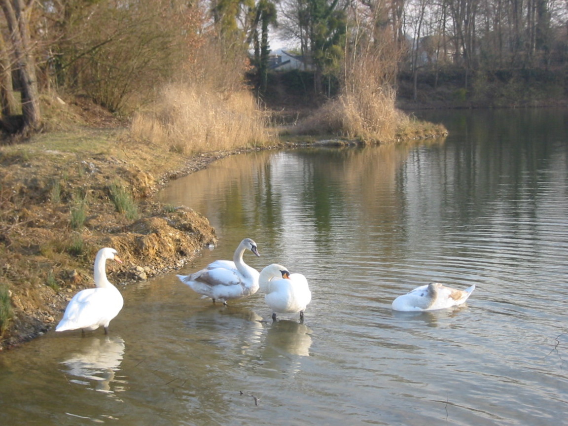 Fonds d'cran Animaux Oiseaux - Canards la famille cygne en pleine forme