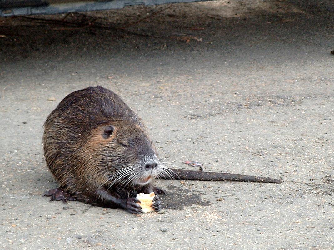 Fonds d'cran Animaux Rongeurs - Divers Ragondin