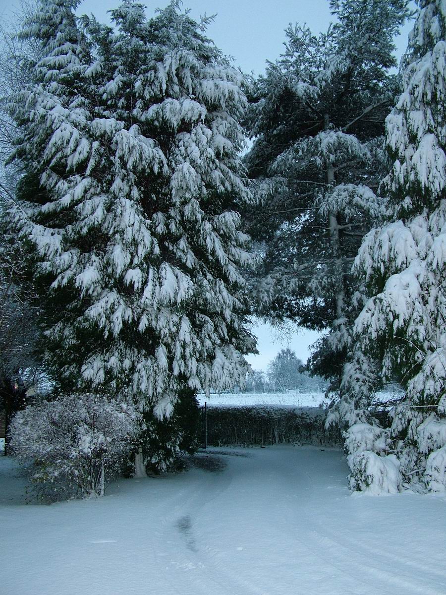 Wallpapers Nature Trees - Forests Tout le poids de la neige