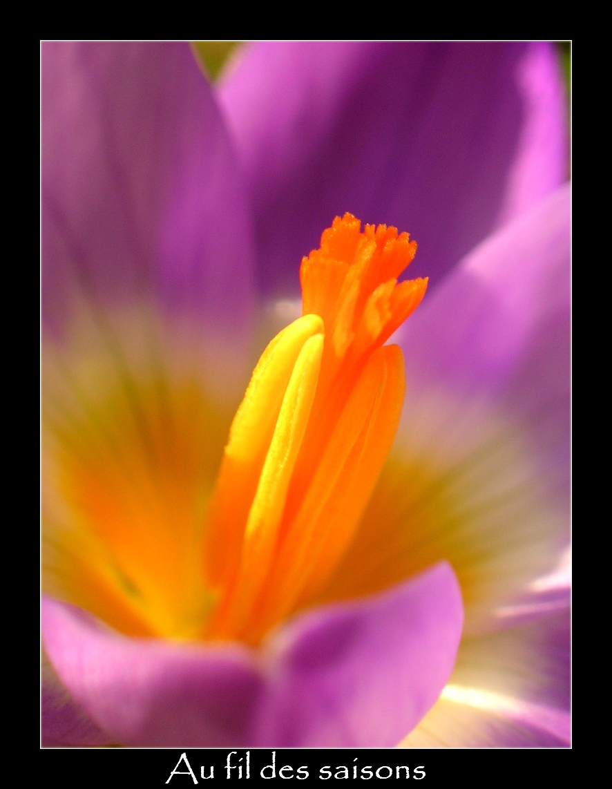 Fonds d'cran Nature Fleurs Crocus d'hiver