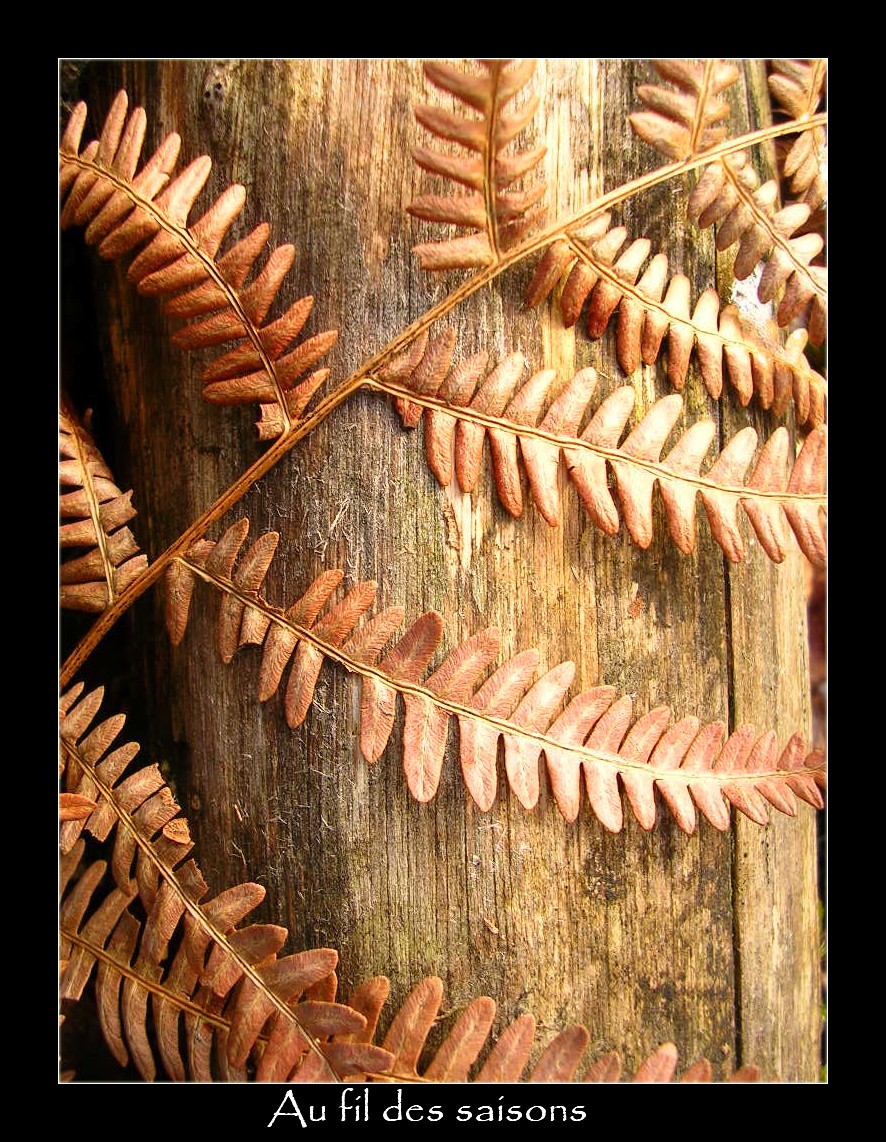 Wallpapers Nature Leaves - Foliage Portrait vgtal