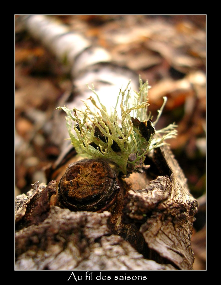 Fonds d'cran Nature Plantes - Arbustes Lichen des bois