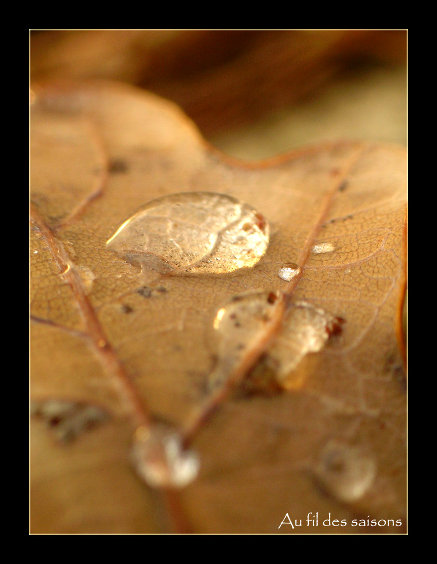 Wallpapers Nature Leaves - Foliage Feuille et rose