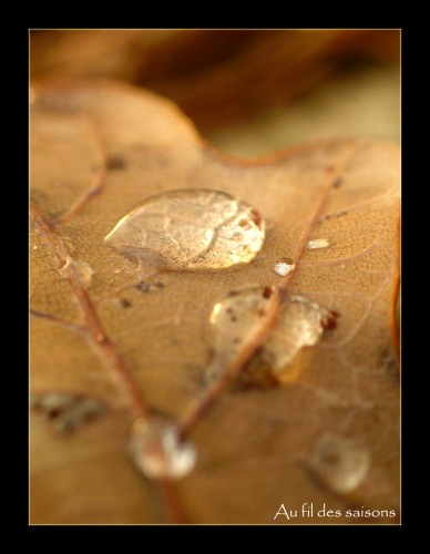 Fonds d'cran Nature Feuilles - Feuillages Feuille et rose