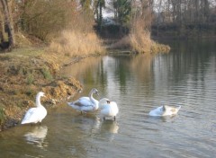 Fonds d'cran Animaux la famille cygne en pleine forme